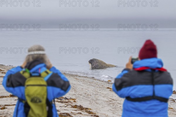 Two ecotourists, eco-tourists photographing walrus (Odobenus rosmarus) on the beach along the coast