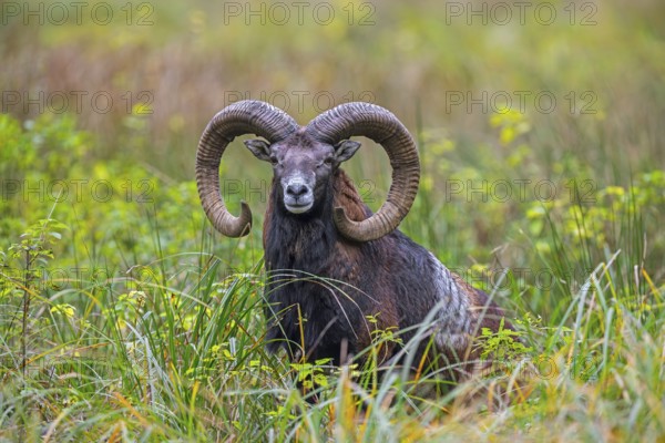 European mouflon (Ovis aries musimon, Ovis gmelini musimon) ram, male with big horns in grassland