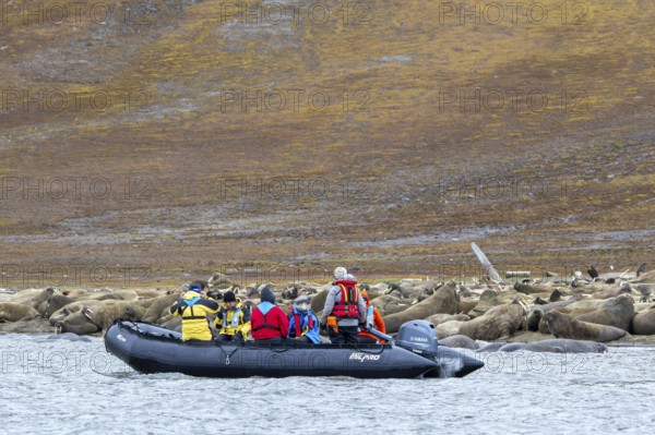 Ecotourists, eco-tourists in Zodiac boat observing walruses (Odobenus rosmarus) resting on beach