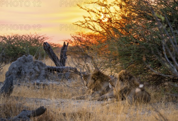 Sunset, two maned lions, siblings lying in the grass, lion (Panthera Leo), savuti, Chobe National