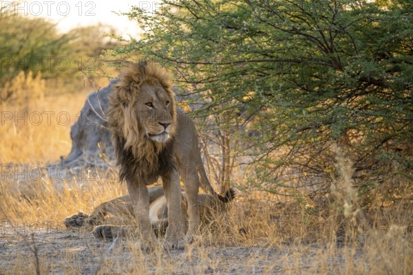 Two maned lions, siblings lying in the grass, lion (Panthera Leo), savuti, Chobe National Park