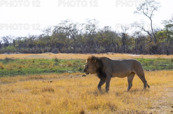 Maned lion (Panthera Leo) walking in grass, savanna, Savuti, Chobe National Park National Park,