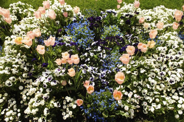 Garden tulips (Tulipa gesneriana), tulip bed, pansies in between, garden pansies (Viola