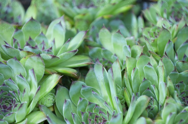 Badger houseleek, common houseleek, thunderwort, alpine houseleek, thunderwort, weatherwort