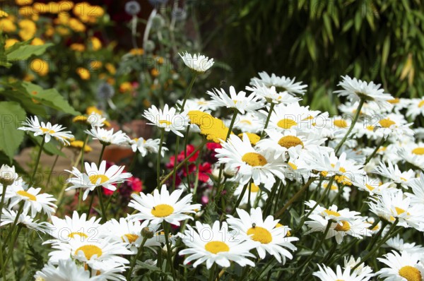 Garden Margarite, Pyrenean Margarite (Leucanthemum maximum)