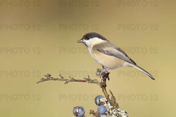 Swamp tit, (Parus palustris), sitting on a branch in a blackthorn bush, (Prunus spinosa), sloes,
