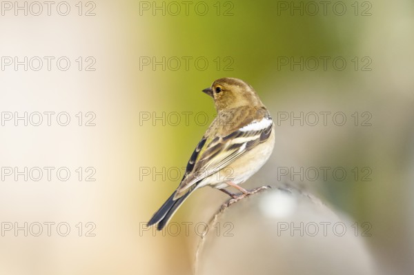 Eurasian chaffinch (Fringilla coelebs) sitting on a wood, Bavaria, Germany