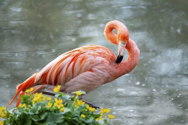 American flamingo (Phoenicopterus ruber) standing in the water, Germany