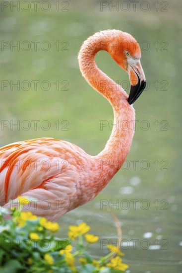 American flamingo (Phoenicopterus ruber), portrait in the water, Germany