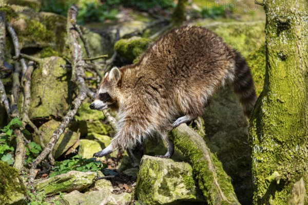 Common raccoon (Procyon lotor) walking on the ground, Bavaria, Germany