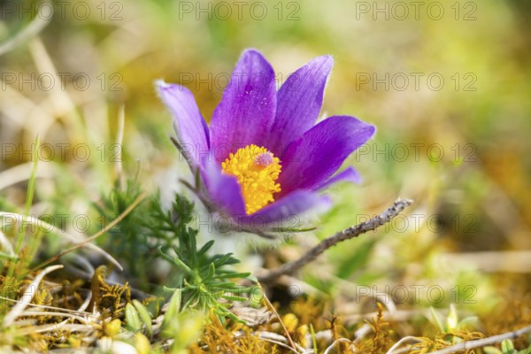Pasque flower (Pulsatilla vulgaris), blooming, sunset, Bavaria, Germany