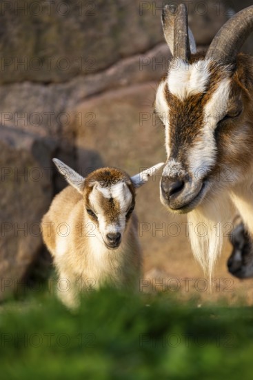 Domestic goat (Capra hircus) mother with her youngster, Bavaria, Germany