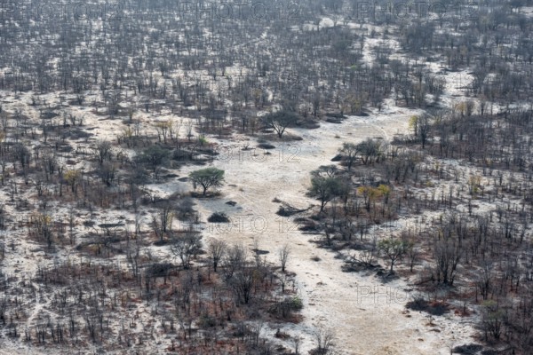 Structure and pattern, trees in the dry season, arid landscape, aerial view of the Okavango Delta,