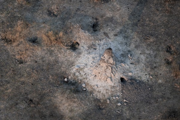 Single termite hill, landscape, aerial view of the Okavango Delta, near Maun, Okavango Delta,