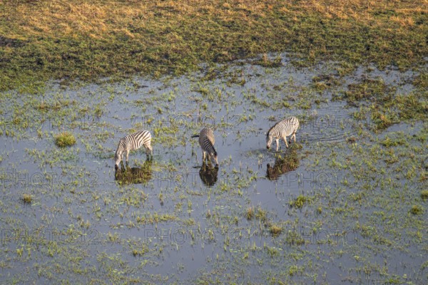 Steppe zebras (Equus quagga) drinking by the river, aerial view, Okavango Delta, Botswana