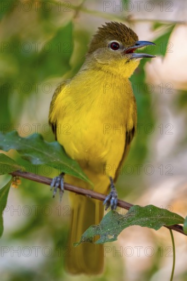 Yellow-bellied Greenbul (Chlorocichla flaviventris), Yellow-bellied Greenbul, Zambezi Region,