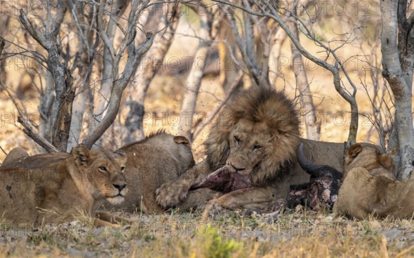 Lion pack with kill, maned lion (Panthera Leo) eats buffalo, savanna, Moremi Game Reserve, Botswana