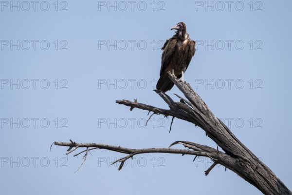 Hooded Vulture (Necrosyrtes monachus) sitting on a branch against a blue sky, Moremi Game Reserve,