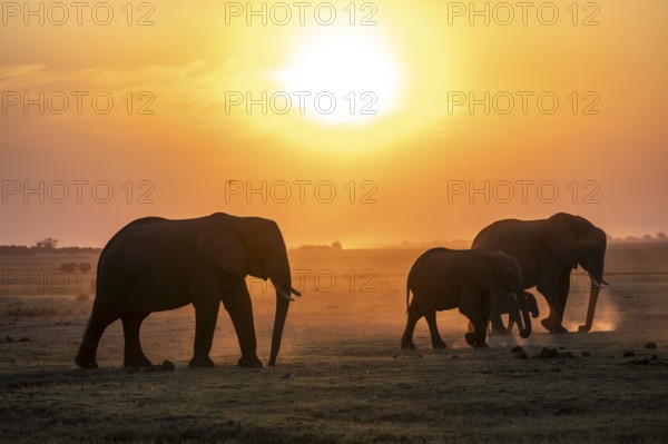 Herd, African Elephant (Loxodonta africana), Silhouette, Sunset, Ambient Light, Ihaha, Chobe