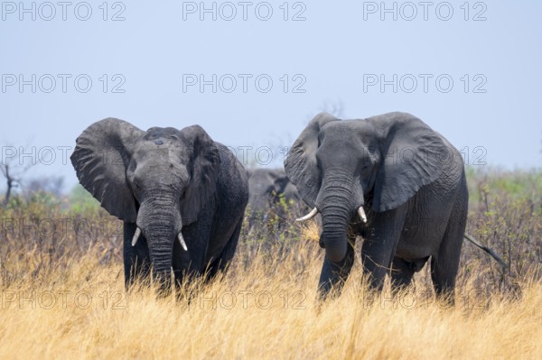 Herd of African elephants (Loxodonta africana) in dry savanna, Bwabwata National Park, Caprivi