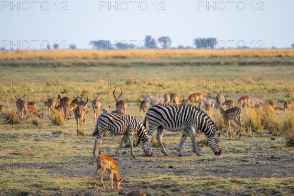 Impalas and steppe zebras (Equus quagga), atmospheric lighting, Ihaha, Chobe National Park National