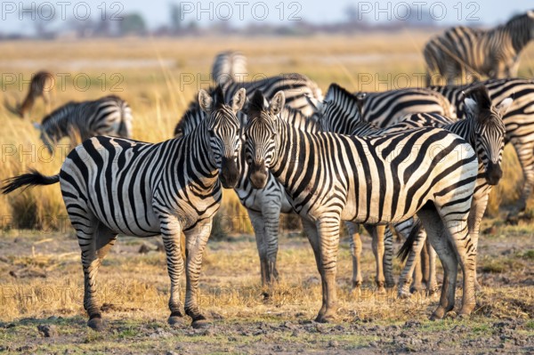 Two steppe zebras (Equus quagga), atmospheric lighting, Ihaha, Chobe National Park National Park,