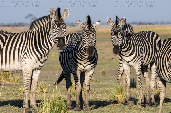 Three steppe zebras (Equus quagga), atmospheric lighting, Ihaha, Chobe National Park National Park,