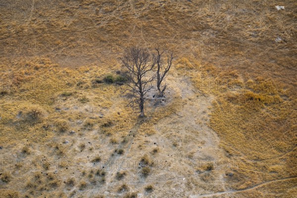 Species tree in the savanna, landscape, aerial view of the Okavango Delta, near Maun, Okavango