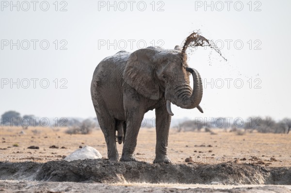 Male, African elephant (Loxodonta africana), mud bath at waterhole, Nxai Pan National Park,