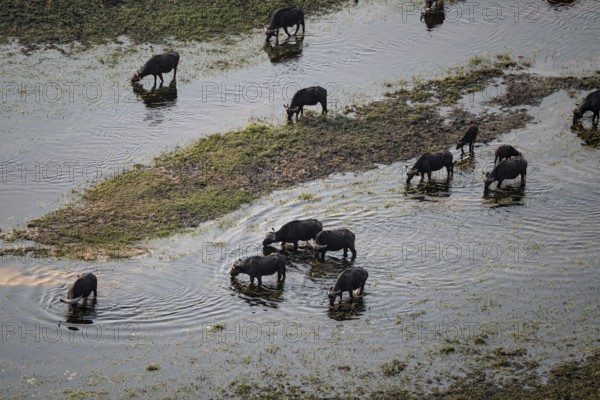 Kaffir buffalo (Syncerus caffer caffer), flock drinking in the river, aerial view, Okavango Delta,