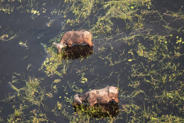 Kaffir buffalo (Syncerus caffer caffer), Two animals drinking in the river, aerial view, Okavango