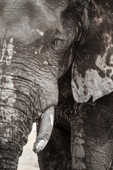 Animal Portrait, Dramatic African Elephant (Loxodonta africana), at a waterhole, Nxai Pan National