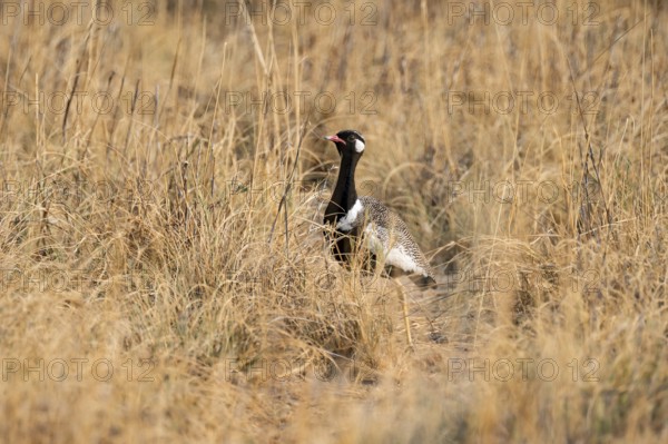 Northern Black Korhaan (Afrotis afraoides), or cackling bustard (Eupodotis afra), male, Etosha