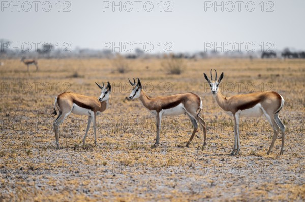 Springboks (Antidorcas marsupialis), Nxai Pan National Park, Botswana