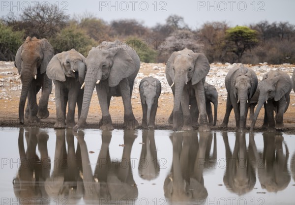Herd of animals, animal family, African elephant (Loxodonta africana), drinking at a waterhole,