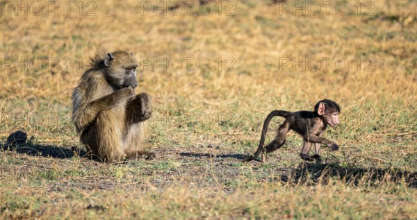 Young animal playing with mother, bear baboons (Papio ursinus), Ihaha, Chobe National Park National