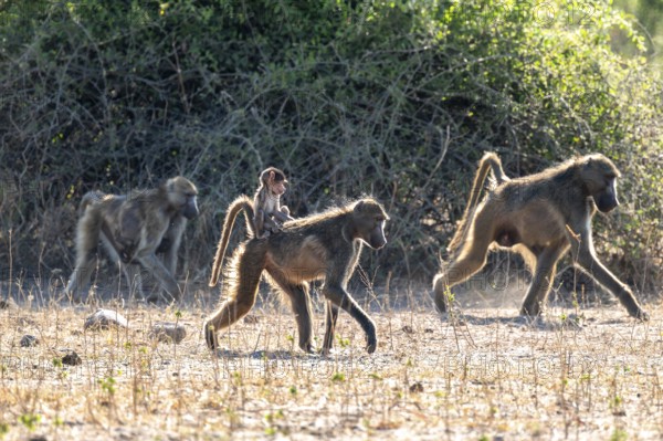 Chacma baboons (Papio ursinus) adults and young animals foraging, Ihaha, Chobe National Park