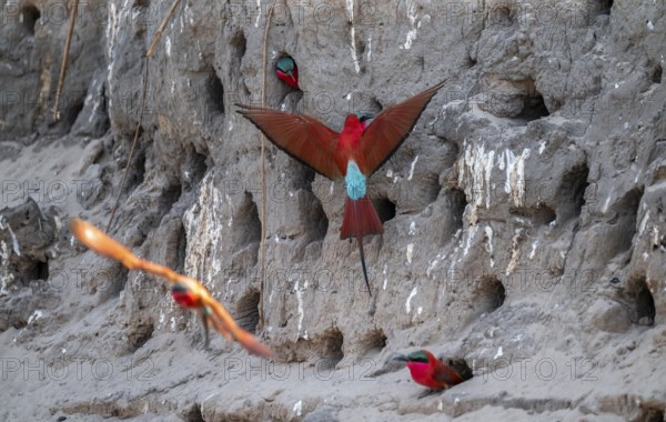 Breeding caves on the banks of the Kwando, Southern carmine bee-eater (Merops nubicoides),
