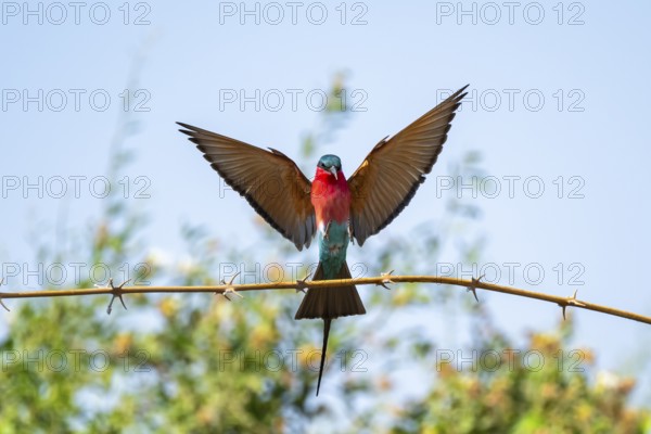 Scarlet Pint (Merops nubicoides), bee-eater lands on branch, Okavango Delta, Moremi Game Reserve,