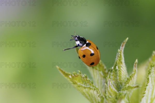 Seven-spotted ladybird (Coccinella septempunctata), Germany