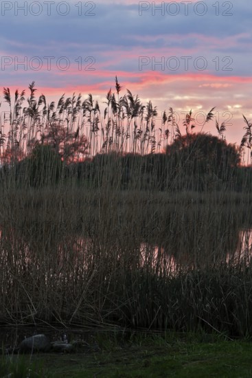 Romantic sunset with reeds and pink sky over the river, Peenetal nature park Park,