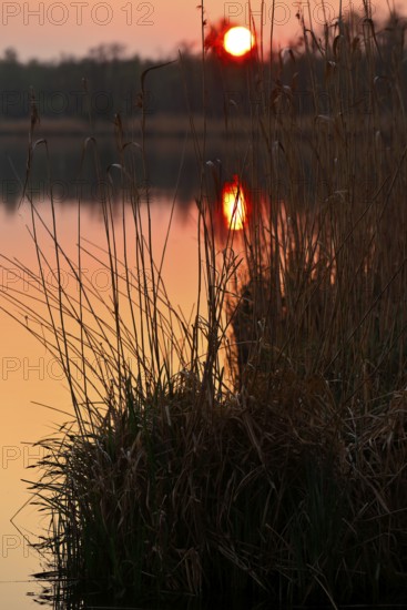 Sunset behind reeds with orange sky and reflections in water, Peenetal nature park Park,