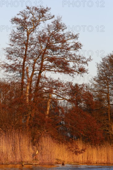 Alder trees in spring and reeds on the river in the warm light of the setting sun, Peenetal nature