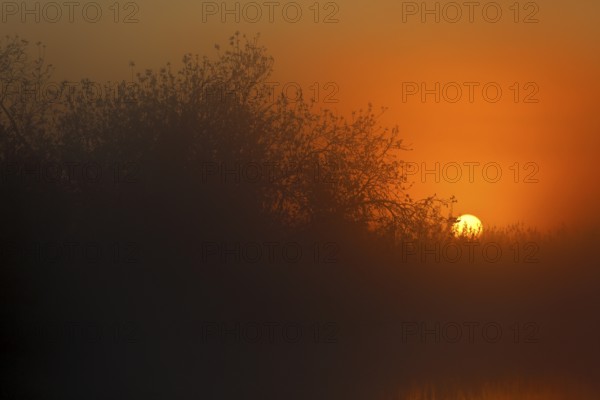 Mystical sunset behind treetops with orange fog, Peenetal nature park Park, Mecklenburg-Western
