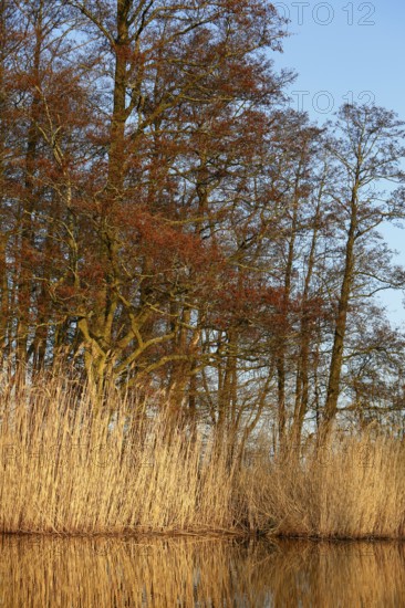 Alder trees in spring with river and reeds under blue sky, Peenetal nature park Park,