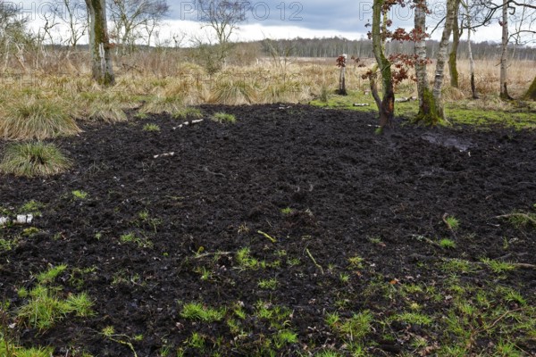 Wallow of wild boars, a swampy area with grass, moor and scattered trees under cloudy skies,