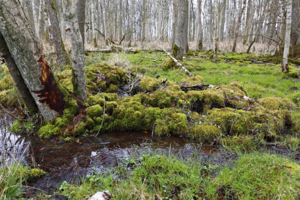 Moorland, trees with moss in a humid forest along a small watercourse, Peenetal nature park Park,
