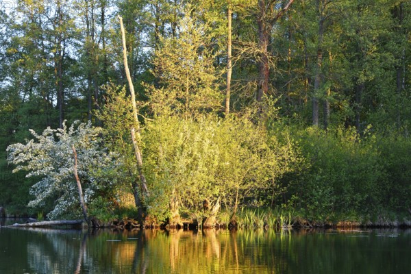 Bright sunlight falls on plants on the riverbank, surrounded by forests, Peenetal nature park Park,