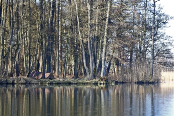 Alder quarry forest in spring, hidden camp of a nature photographer, trees in the forest are