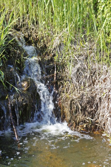 Moor outlet, small waterfall in a stream surrounded by lush reeds and vegetation, Peenetal nature